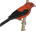 Tanager 