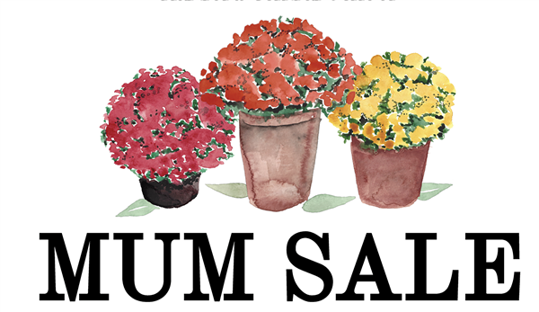  mum sale 
